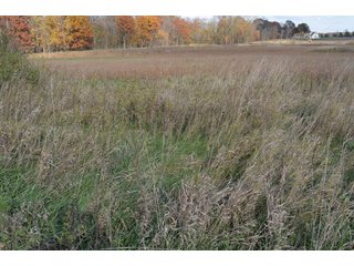 Property photo 16 - 127 Acres Offered in 8 Tracts - Allen & Dekalb County Land